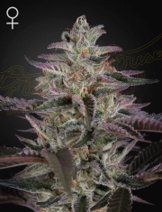 BANANA KRUMBLE Feminized cannabis flower bud by Greenhouse Seed Co