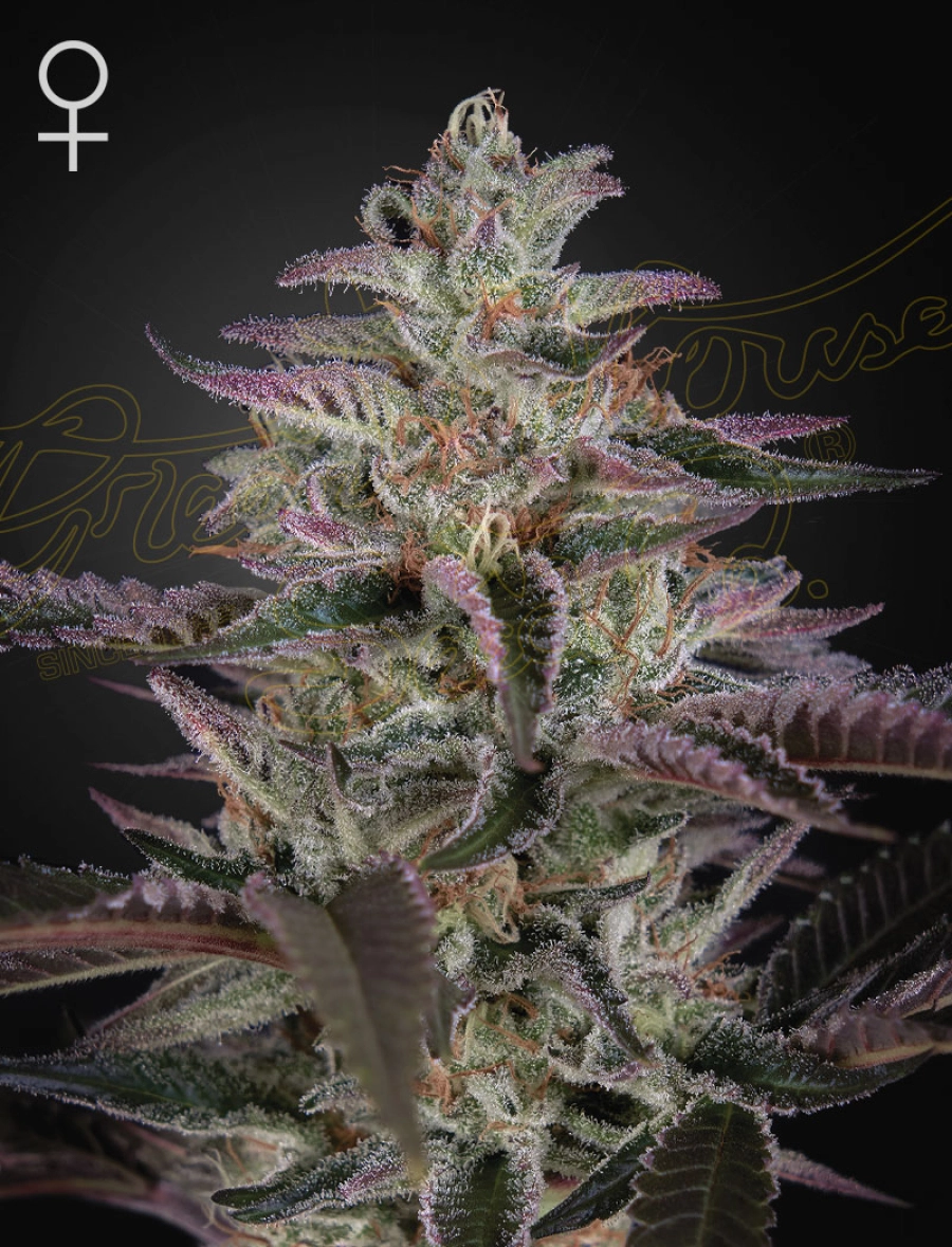 BANANA KRUMBLE – Greenhouse Seed Co – Feminized