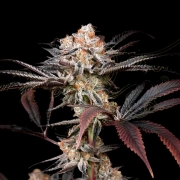 WONDER PIE Feminized cannabis flower bud by Greenhouse Seed Co