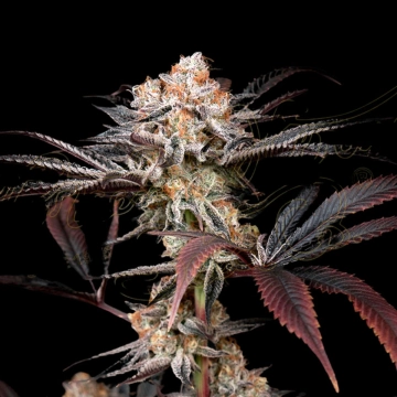 WONDER PIE Feminized cannabis flower bud by Greenhouse Seed Co