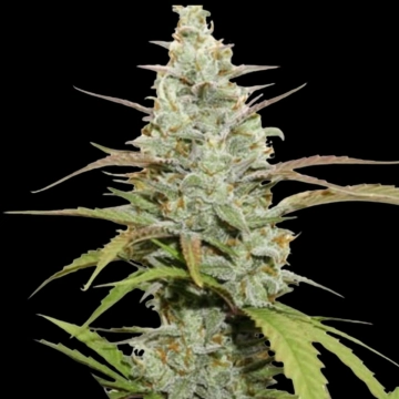 Mokum’s Tulip Feminized cannabis flower bud by Dutch Passion
