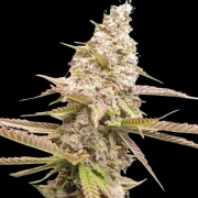 Strawberry Cookies Feminized cannabis flower bud by Dutch Passion