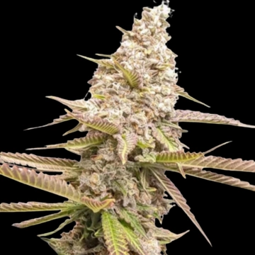 Strawberry Cookies Feminized cannabis flower bud by Dutch Passion