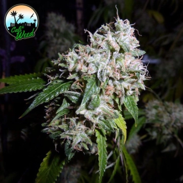 California Headband Feminized cannabis flower bud by Cali Weed