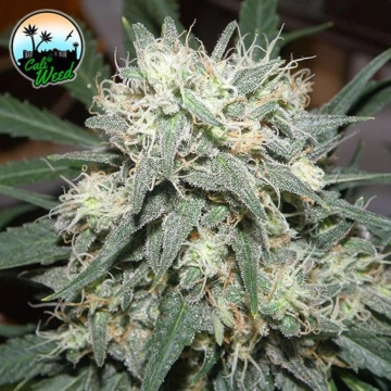 Cali Killer Feminized cannabis flower bud by Cali Weed