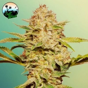 Cali Glue Auto Autoflowering cannabis flower bud by Cali Weed