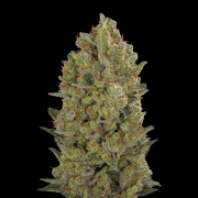 00 Cheese Feminized cannabis flower bud by 00 Seeds
