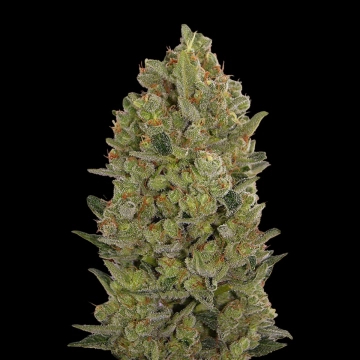 00 Cheese Feminized cannabis flower bud by 00 Seeds