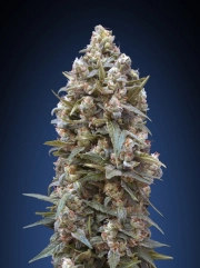00 Kush Feminized cannabis flower bud by 00 Seeds