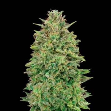 00 Skunk Feminized cannabis flower bud by 00 Seeds