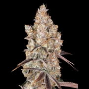 HOLY SNOW Autoflowering cannabis flower bud by Greenhouse Seed Co