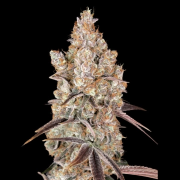 HOLY SNOW Auto cannabis flower bud by Greenhouse Seed Co