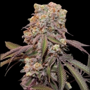Auto Candy Bubatz XL Autoflowering cannabis flower bud by Dutch Passion