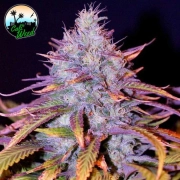 Blue Dream Feminized cannabis flower bud by Cali Weed