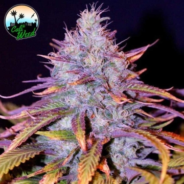 Blue Dream Feminized cannabis flower bud by Cali Weed