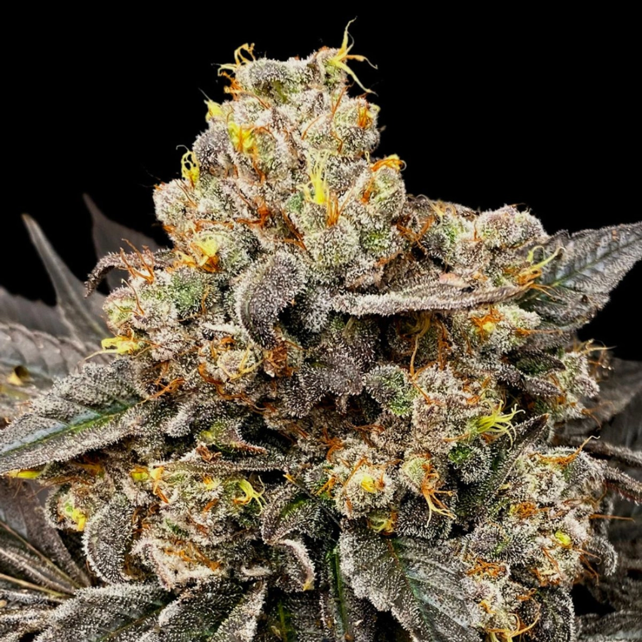 Biscotti Zkittlez – 00 Seeds – Feminized