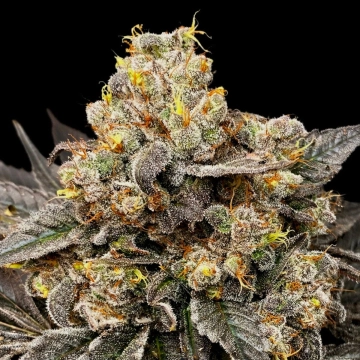 Biscotti Zkittlez Feminized cannabis flower bud by 00 Seeds