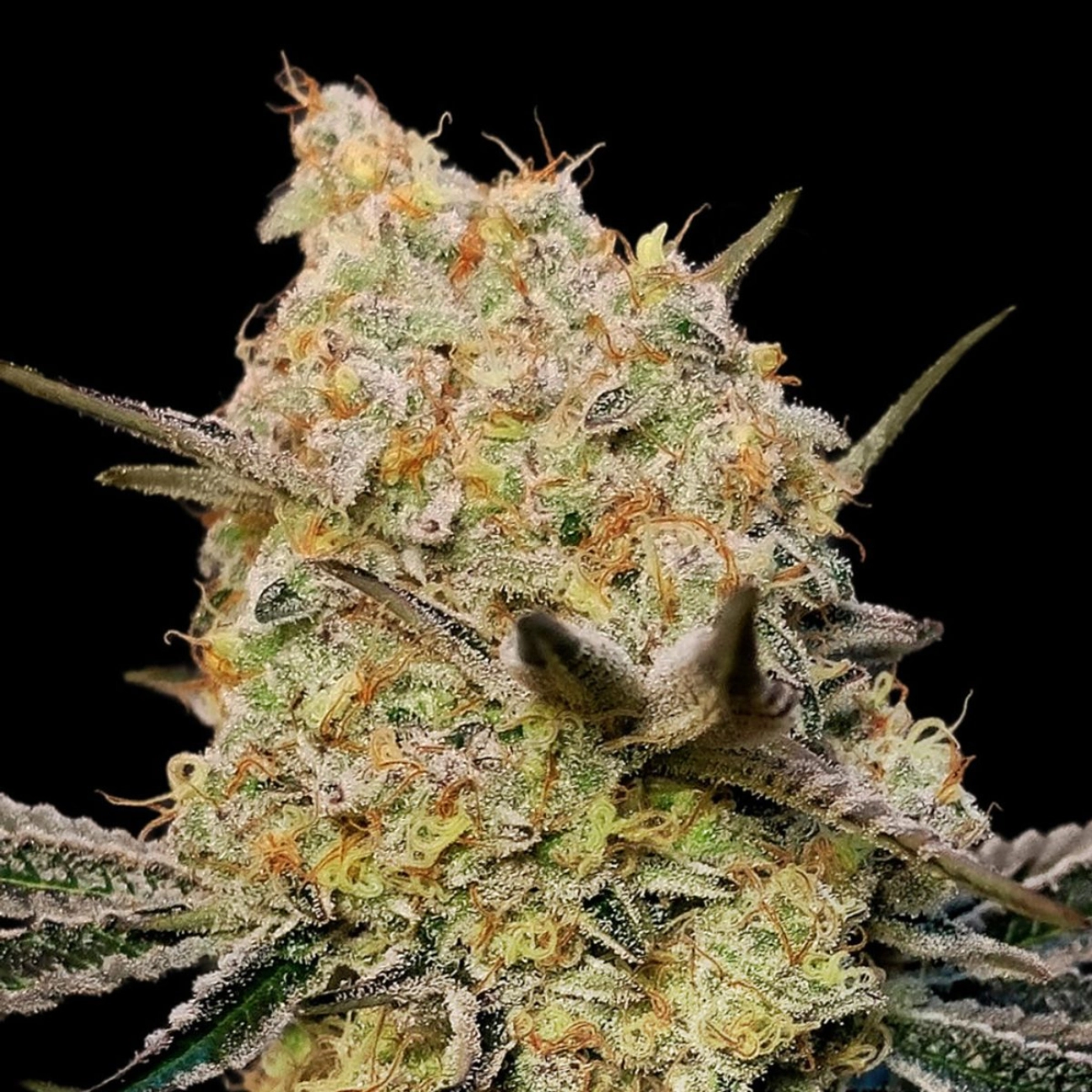 Gelato Mint – 00 Seeds – Feminized