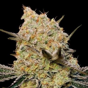 Gelato Mint Feminized cannabis flower bud by 00 Seeds
