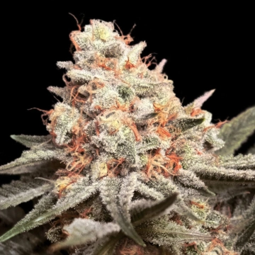 Rainbow Mints Feminized cannabis flower bud by 00 Seeds