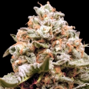 Auto Rainbow Mints Autoflowering cannabis flower bud by 00 Seeds