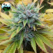 Cali Dream Feminized cannabis flower bud by Cali Weed
