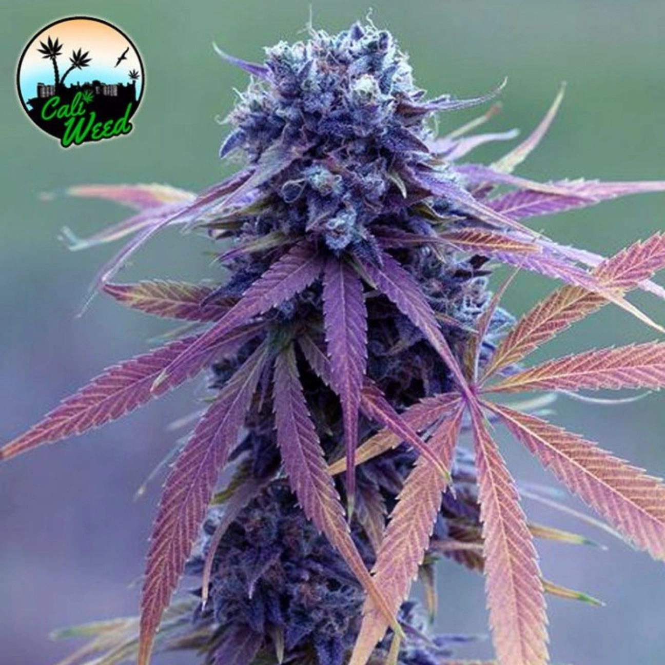 Blue Dream Auto – Cali Weed – Autoflowering