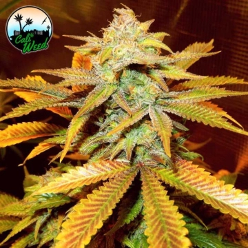 Cali Glue Feminized cannabis flower bud by Cali Weed