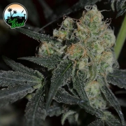 Biscotti Peach cannabis plant – example grown from Biscotti Peach Feminized seeds by Cali Weed (for illustration only)