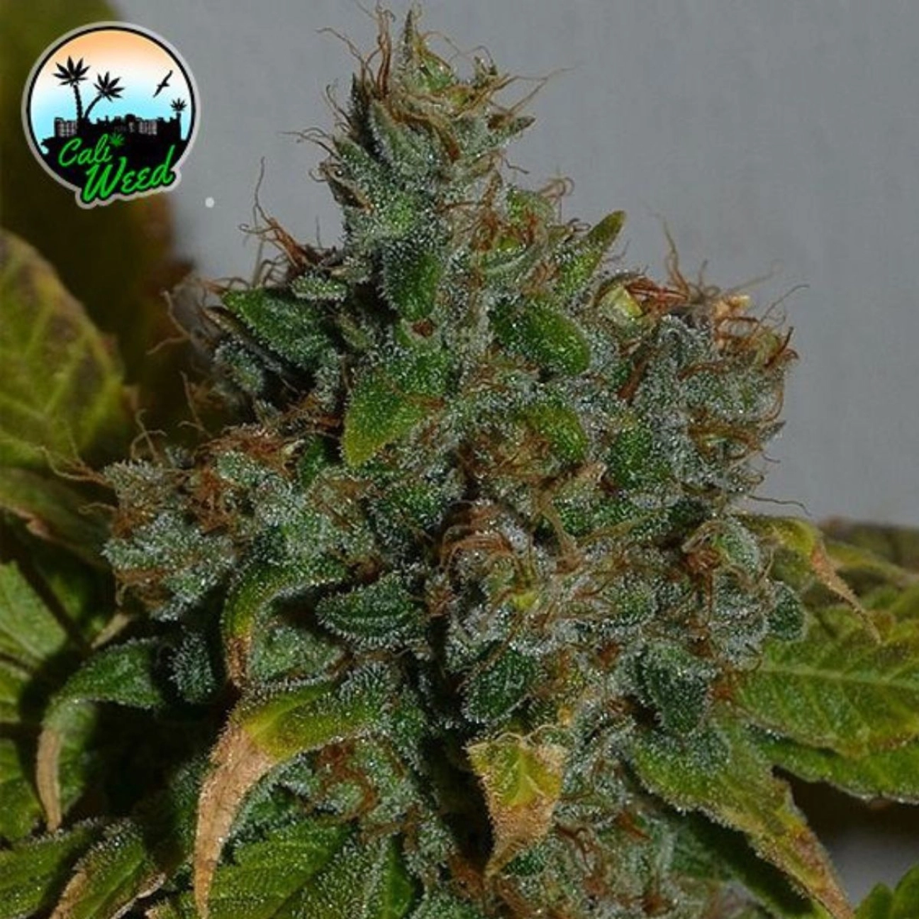 Auto Strawberry Gelato – Cali Weed – Autoflowering