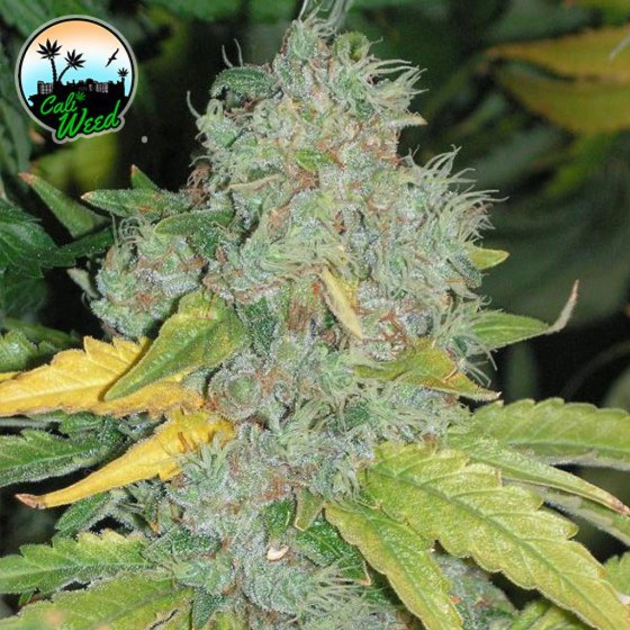 Auto Raspberry Zkittlez – Cali Weed – Autoflowering