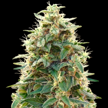 Auto 00 Cheese Autoflowering cannabis flower bud by 00 Seeds