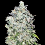 Auto 00 Kush Autoflowering cannabis flower bud by 00 Seeds