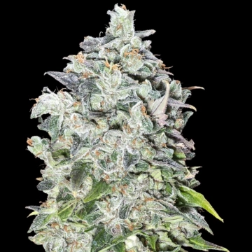 Auto 00 Kush Autoflowering cannabis flower bud by 00 Seeds