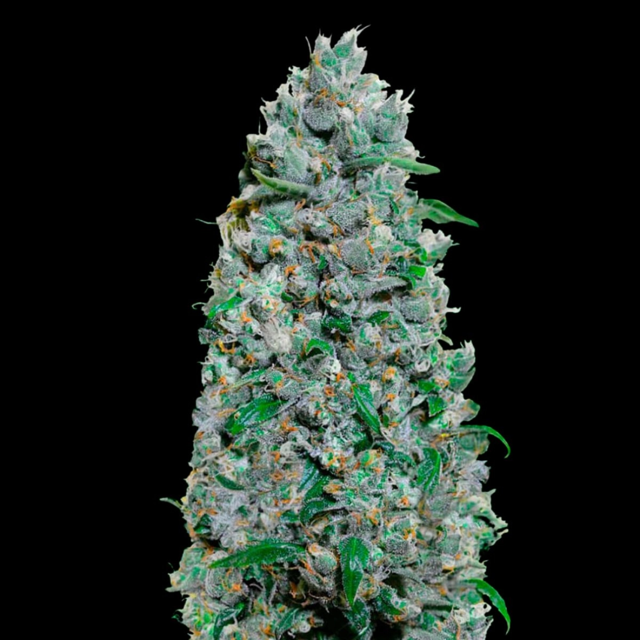 Auto Afghan Mass XXL – 00 Seeds – Autoflowering