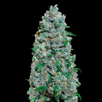Auto Afghan Mass XXL Autoflowering cannabis flower bud by 00 Seeds