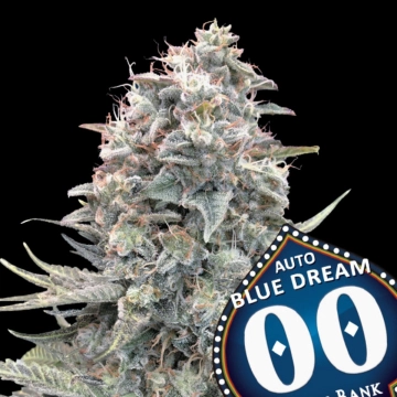 Auto Blue Dream Autoflowering cannabis flower bud by 00 Seeds
