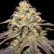 Super Boof – Cream of the Crop – Feminized