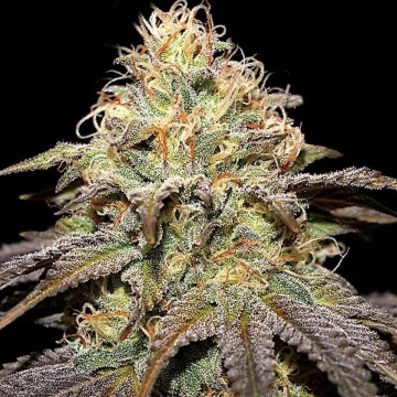 Super Boof Feminized cannabis flower bud by Cream of the Crop