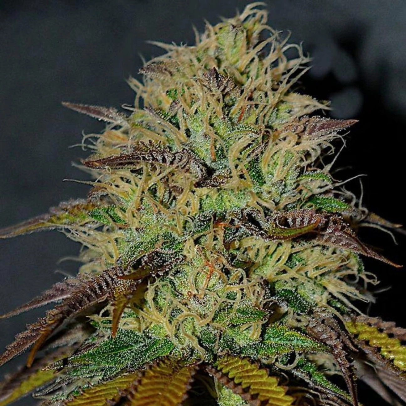 RS11 – Cream of the Crop – Feminized