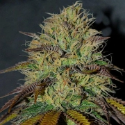RS11 Feminized cannabis flower bud by Cream of the Crop