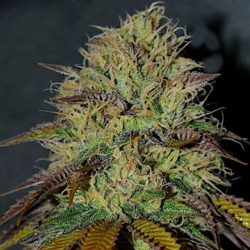 RS11 Feminized cannabis flower bud by Cream of the Crop