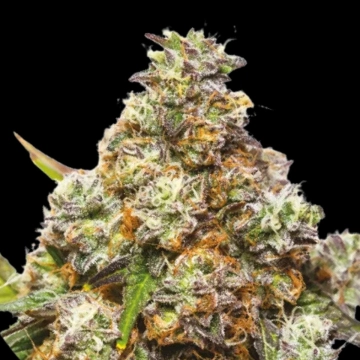 GIRL SCOUT GELATO Feminized cannabis flower bud by Yieldmonger Seeds