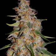 Frosted Guava Auto Autoflowering cannabis flower bud by Cream of the Crop