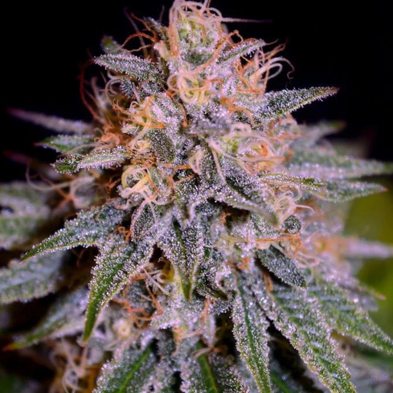 Auto Biscotti – Cream of the Crop – Autoflowering