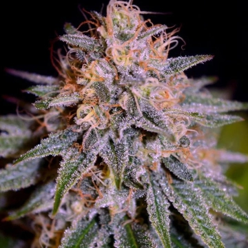 Auto Biscotti Autoflowering cannabis flower bud by Cream of the Crop