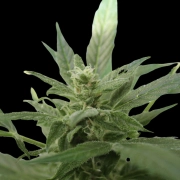  Bluetooth Auto Autoflowering cannabis flower bud by Cream of the Crop