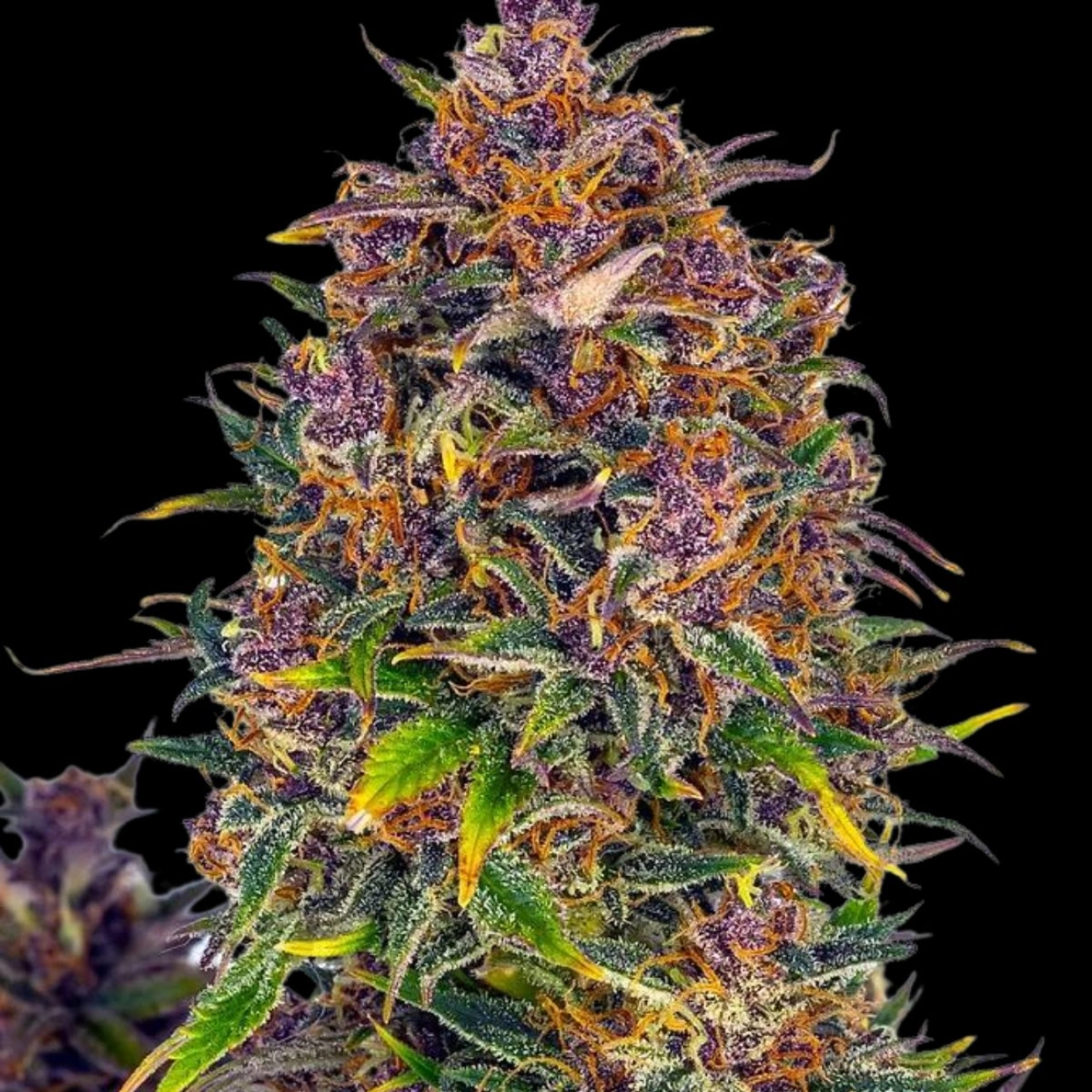 Jealousy Auto – Cream of the Crop – Autoflowering