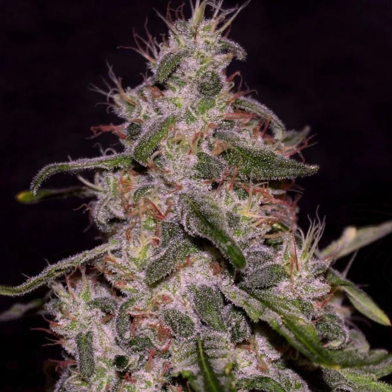 Frosted Guava – Cream of the Crop – Feminized