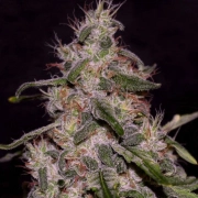Frosted Guava Feminized cannabis flower bud by Cream of the Crop